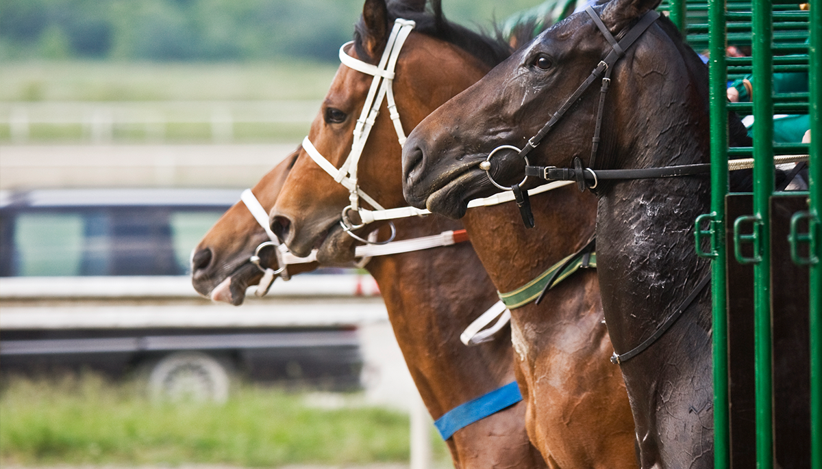 Horses at the starting gate of a race.