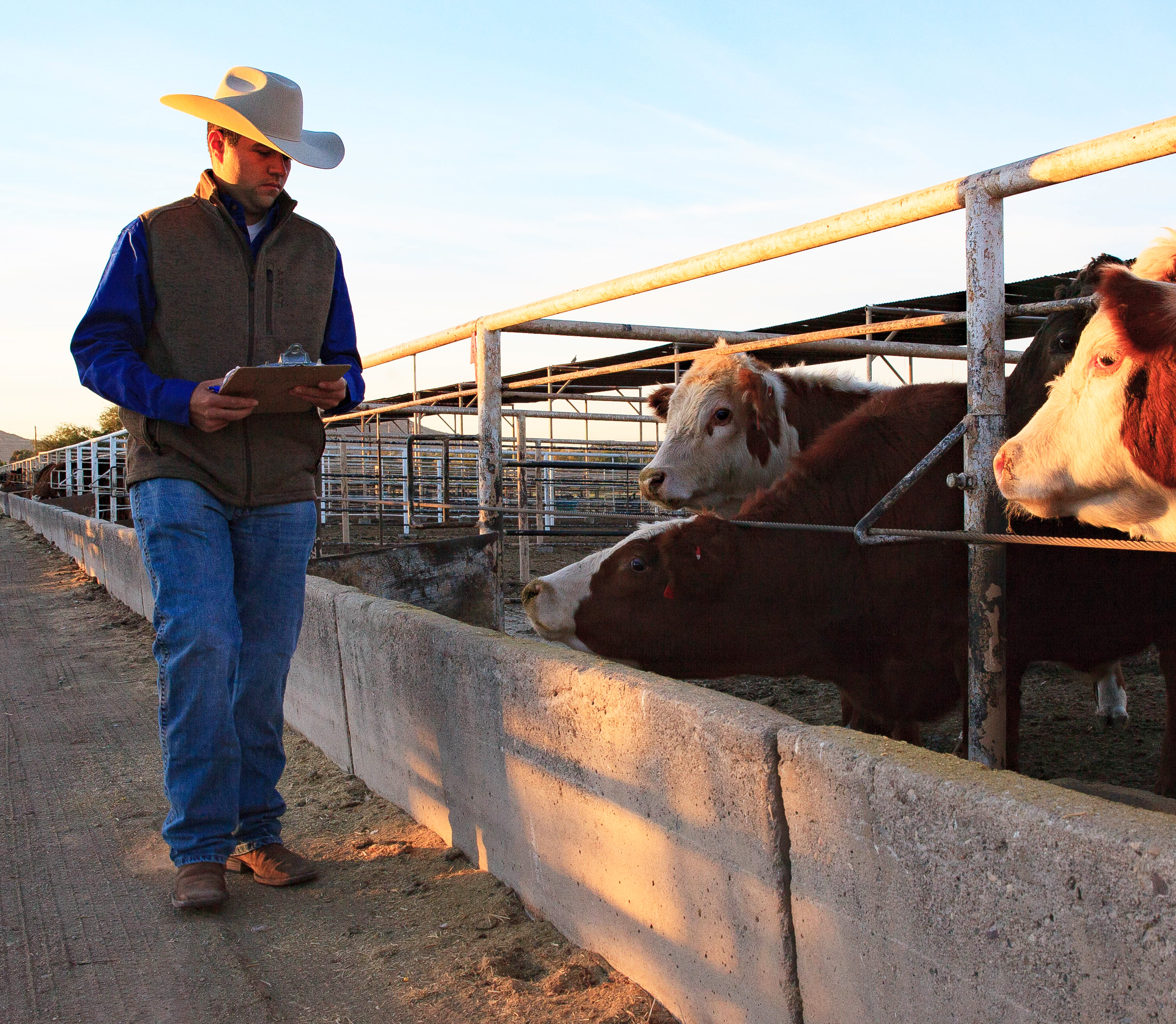 Student examining feed bunks in cattle feed yard