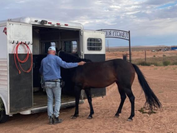 man teaching horse to enter trailer