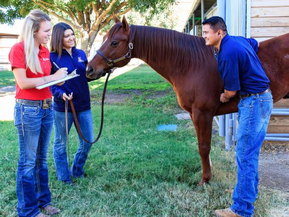 Students recording vital signs of horse