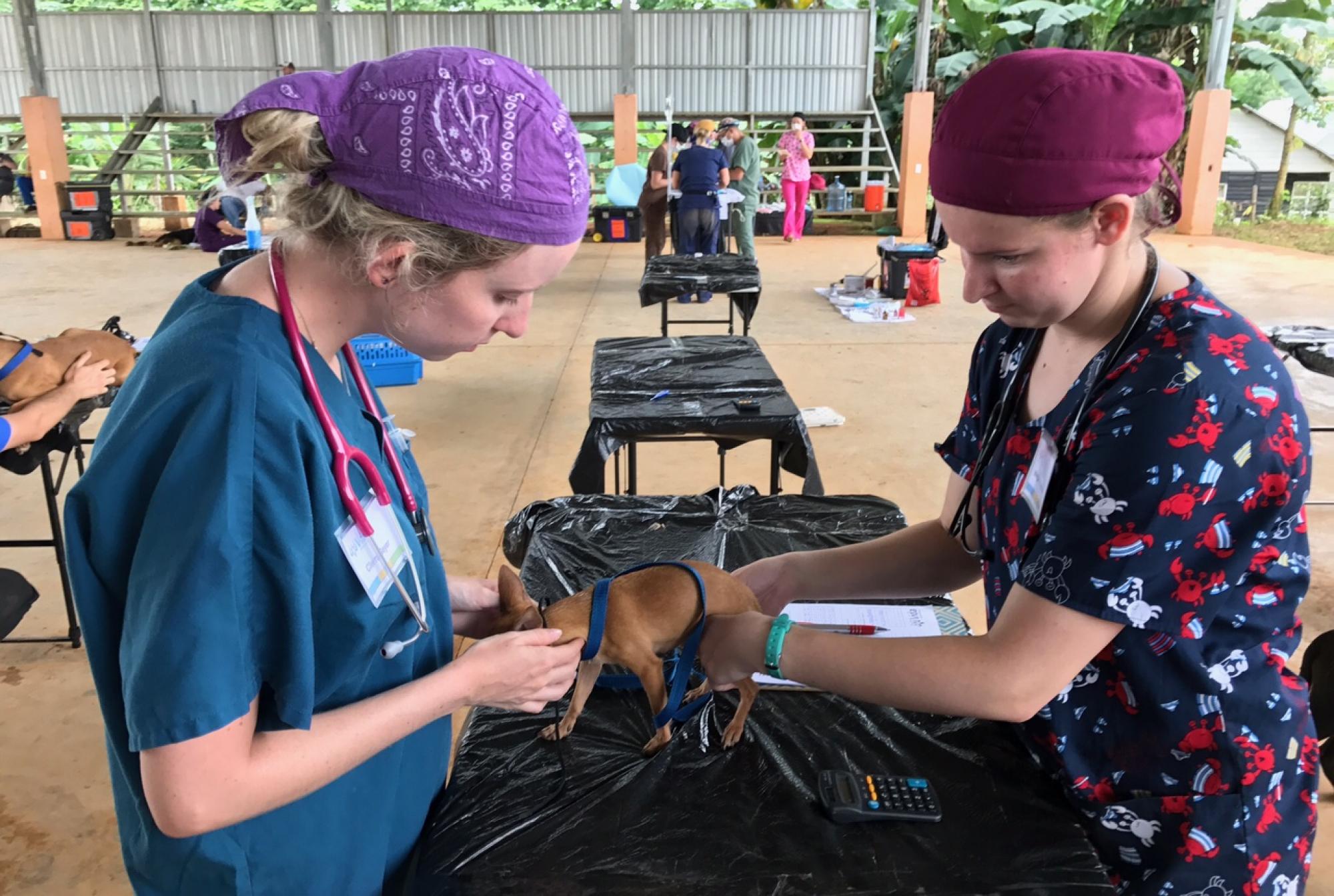 Two veterinary students treating a puppy