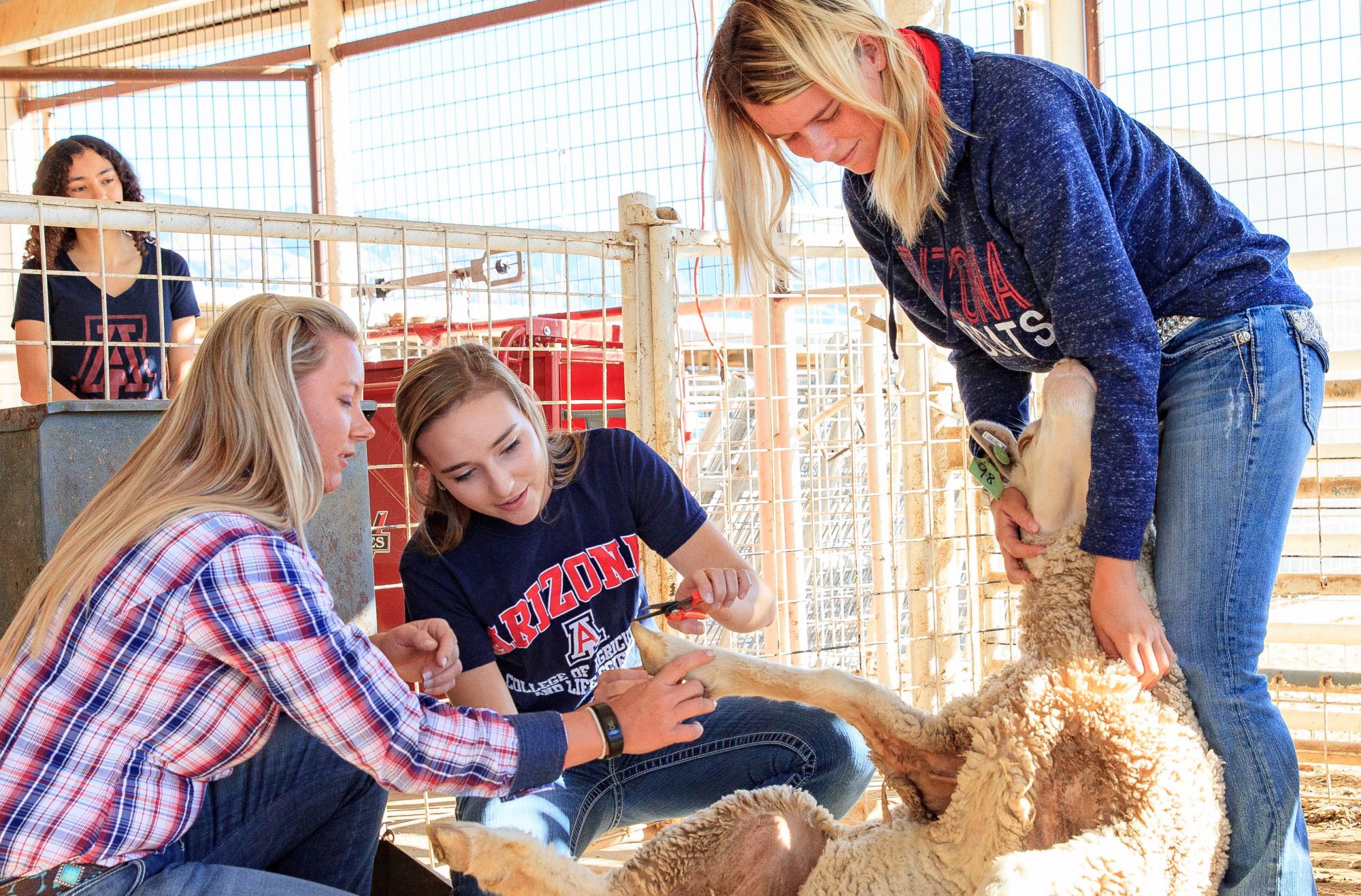 Students trimming hooves of sheep