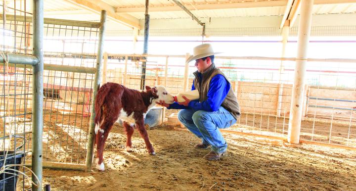 student bottle feeding calf