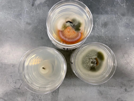 Petri dishes with growth.