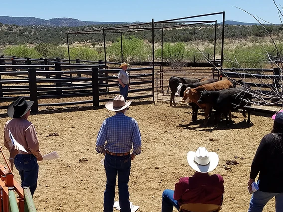 A Cooperative Extension agent leads a cattle workshop on a ranch.