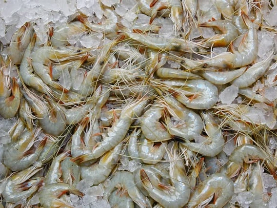 Closeup of shrimp on ice.