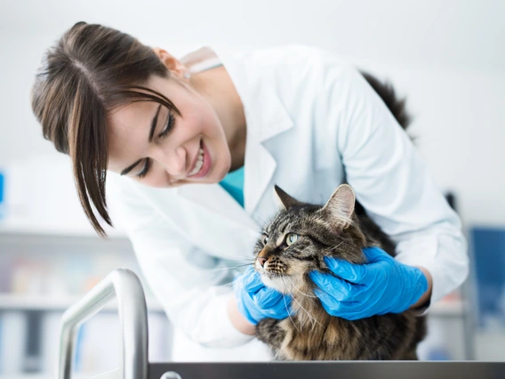 A veterinarian working with a cat on a table.