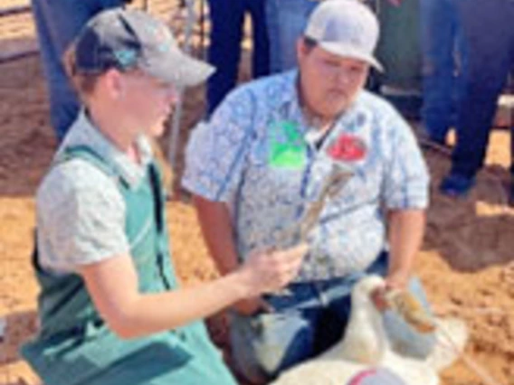 Veterinary displays emasculator