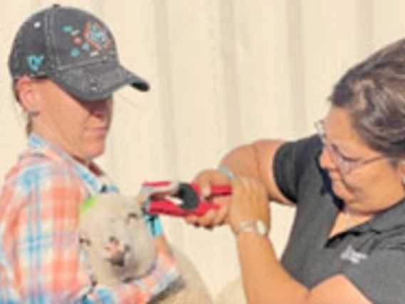 Veterinarian holds lamb while extension agent places ear tag