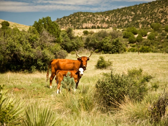 Cattle on Arizona rangeland