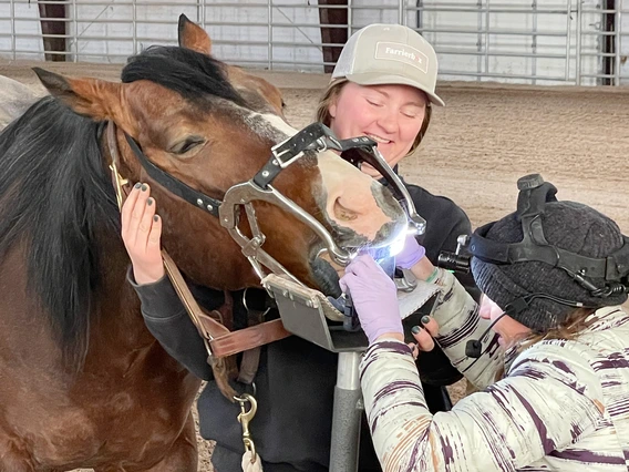 Veterinarian looks in mouth of horse
