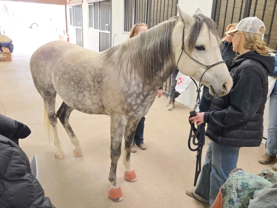 Horse in halter standing with people around it
