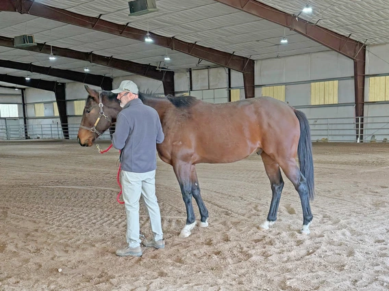 Man standing next to horse in halter
