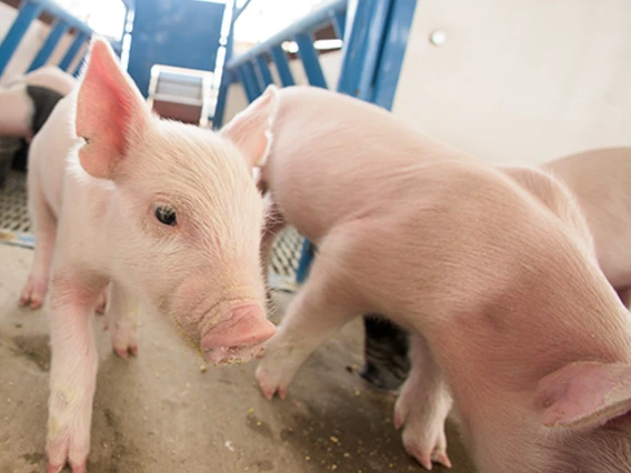 Two pink pigs