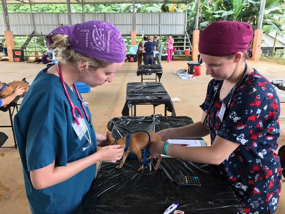 Two veterinary students treating a puppy