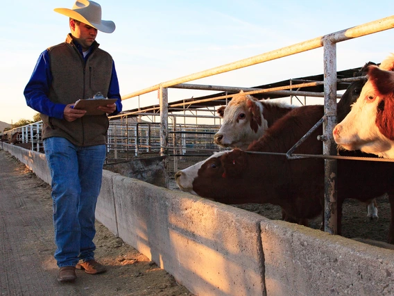 Student examining feed bunks in cattle feed yard