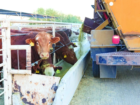 cattle feeding