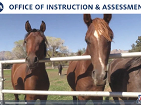 two horses in corral