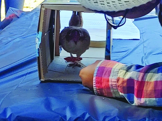 student works with chicken