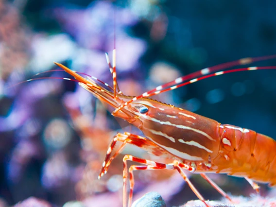 A shrimp crawling in water