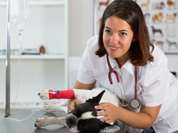 young veterinarian with dog