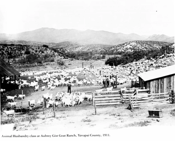 Black and white photo of goats at the Aubrey Gist Goat Ranch, taken in 1911