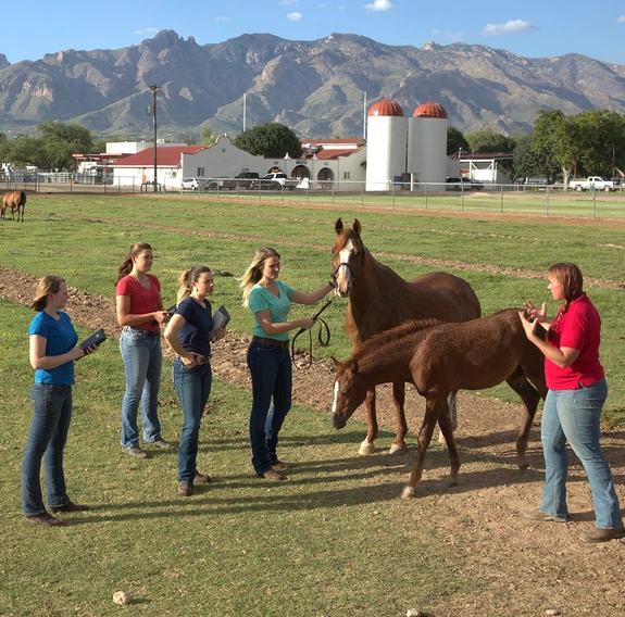 Students in an agricultural field with horses