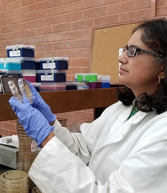 Sadhna Ravishankar looks at petri dish