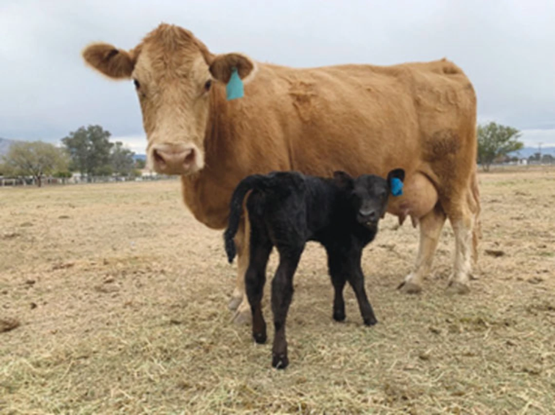 brown cow with black calf in field