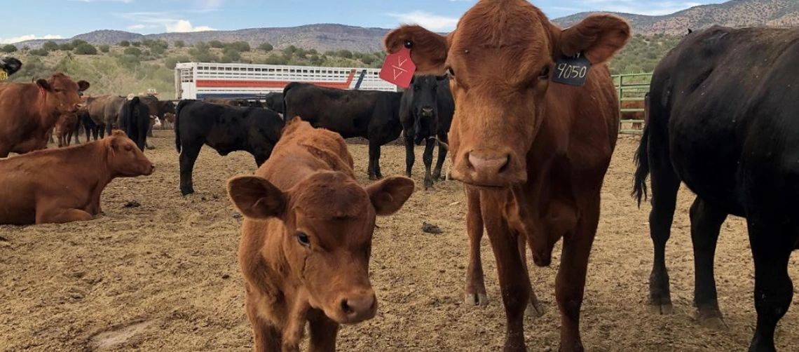 Cows at the V Bar V Experimental Ranch