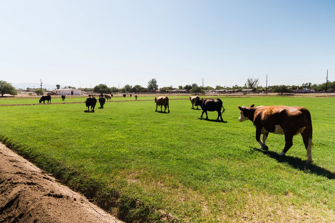 cows in a pasture