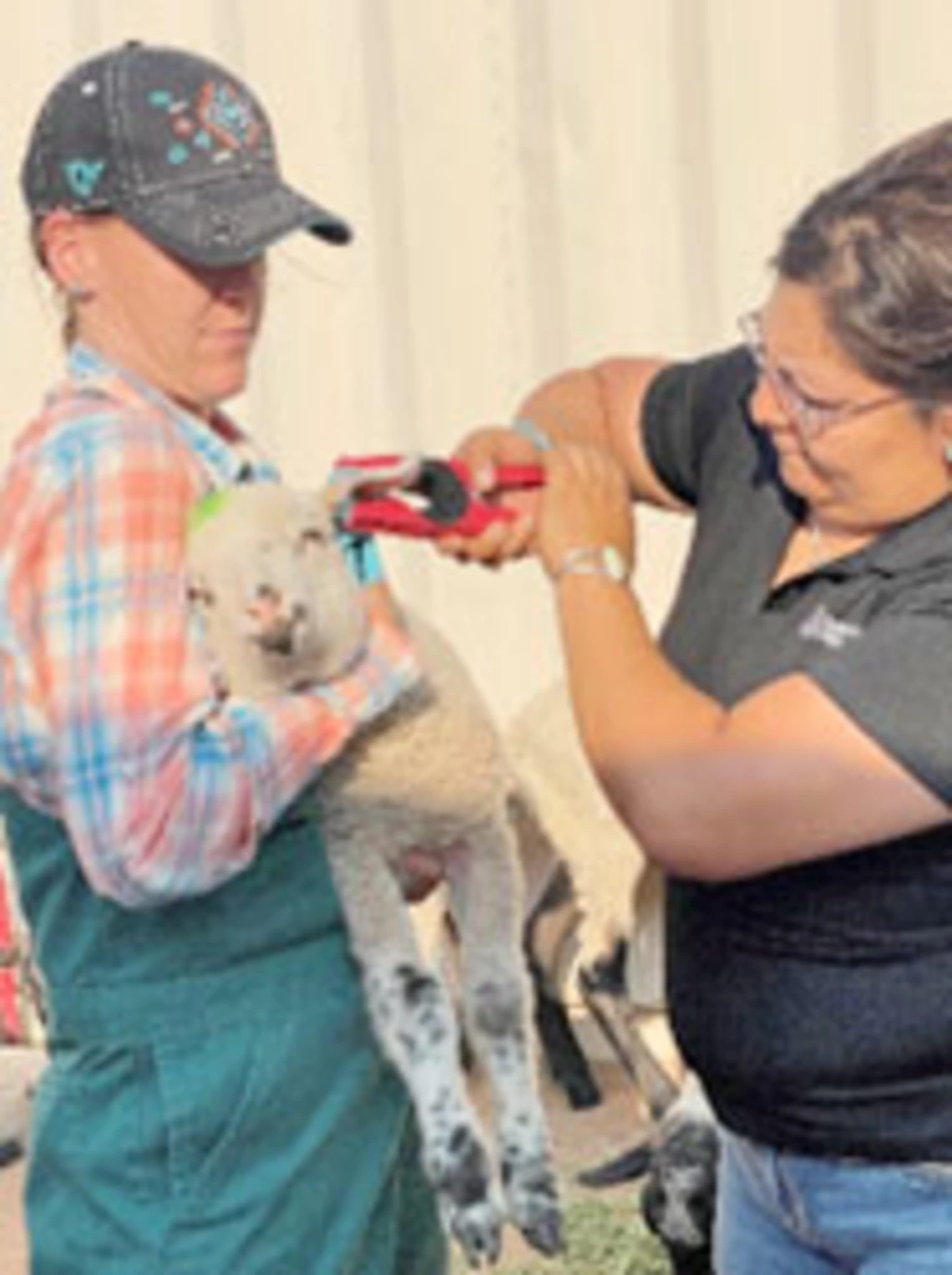 Veterinarian holds lamb while extension agent places ear tag