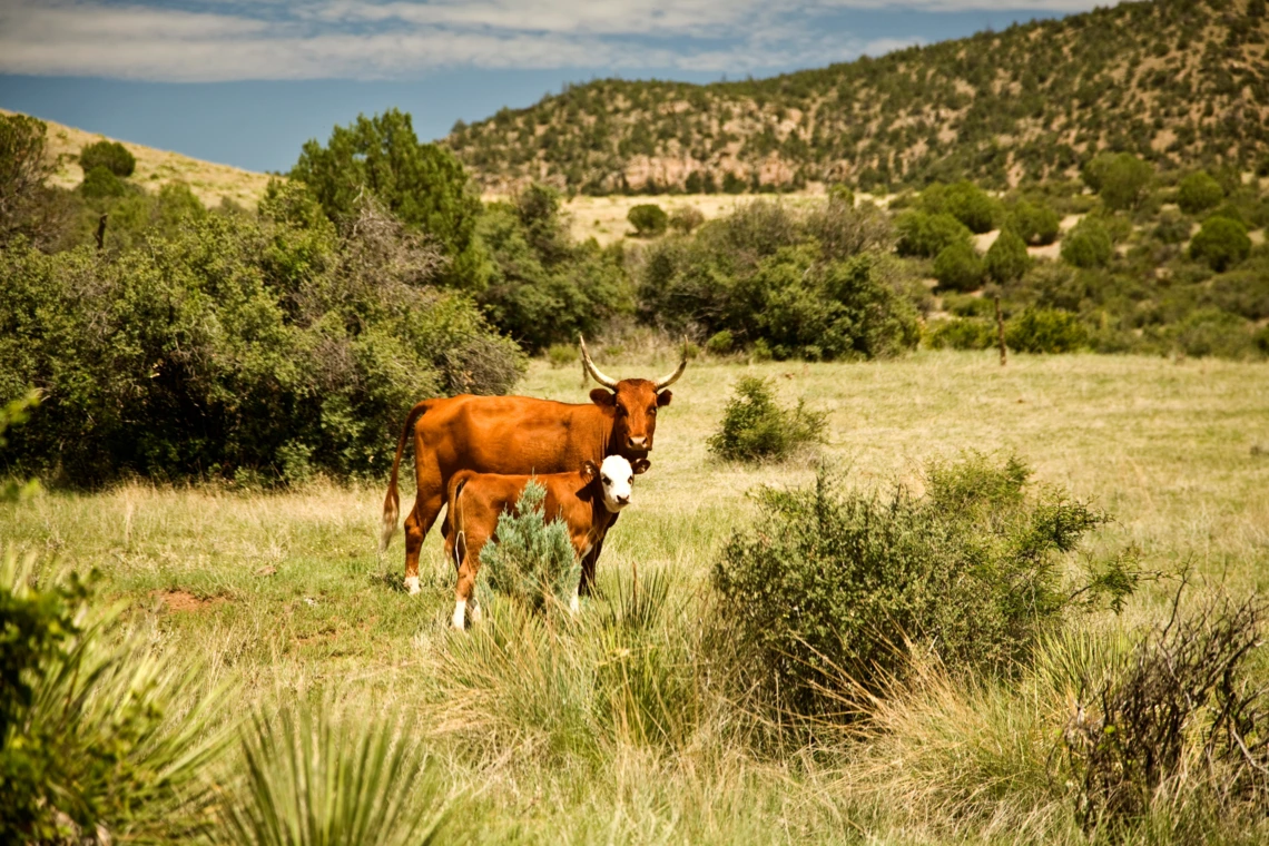 Cattle on Arizona rangeland