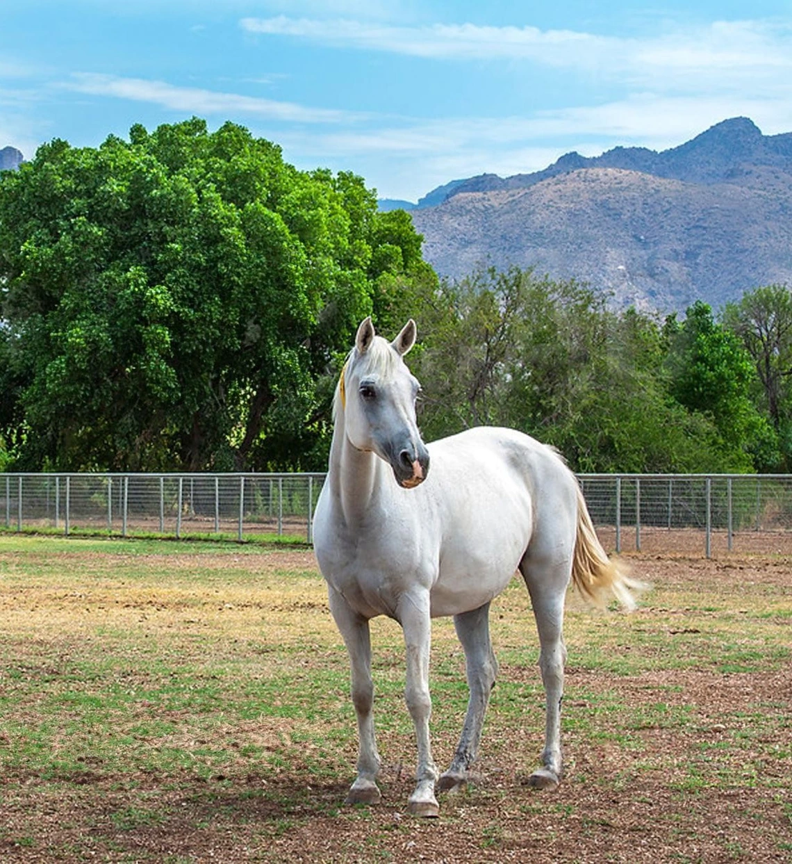 A horse in pasture at AMEC