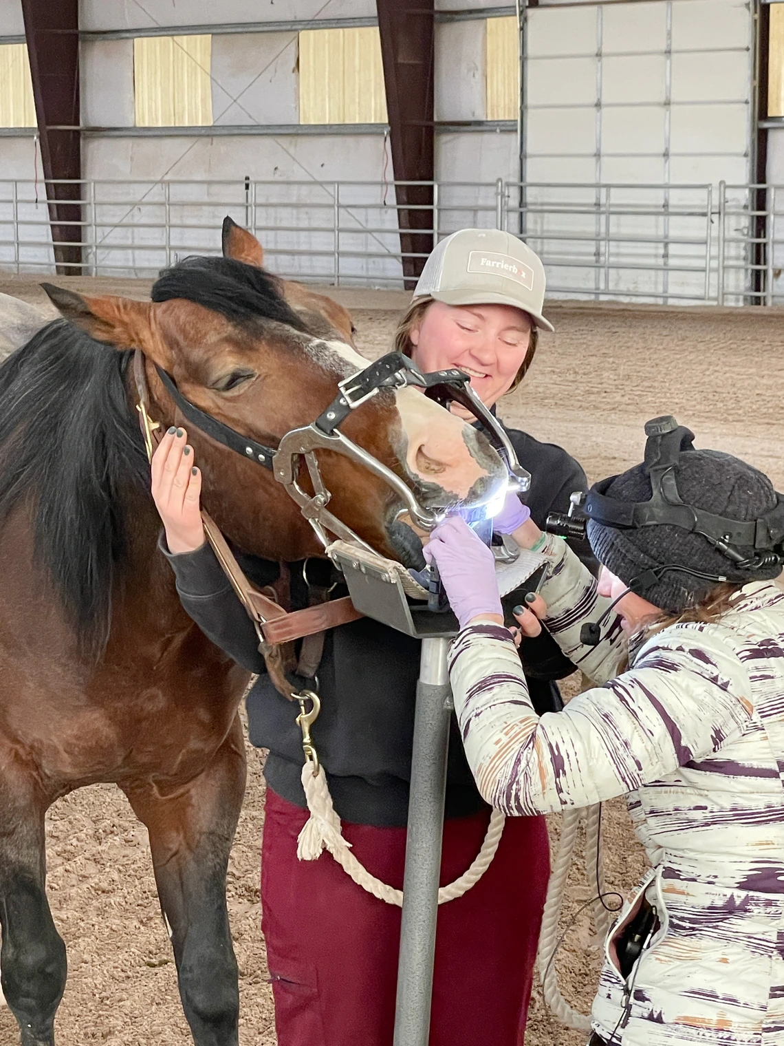 Veterinarian looks in mouth of horse