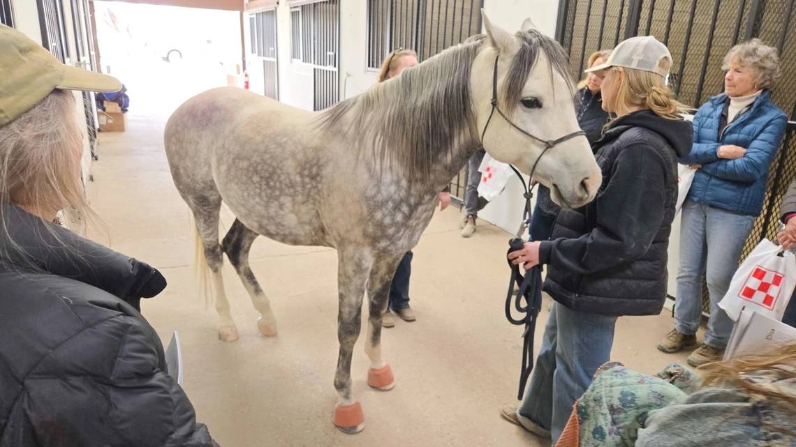 Horse in halter standing with people around it