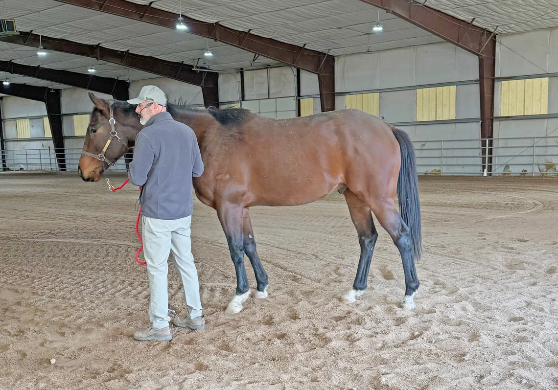 Man standing next to horse in halter