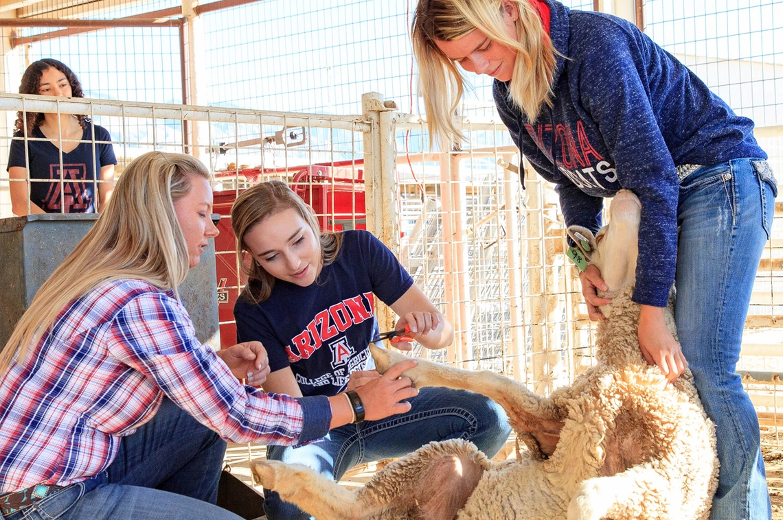 ACBS animal science students trimming hoof