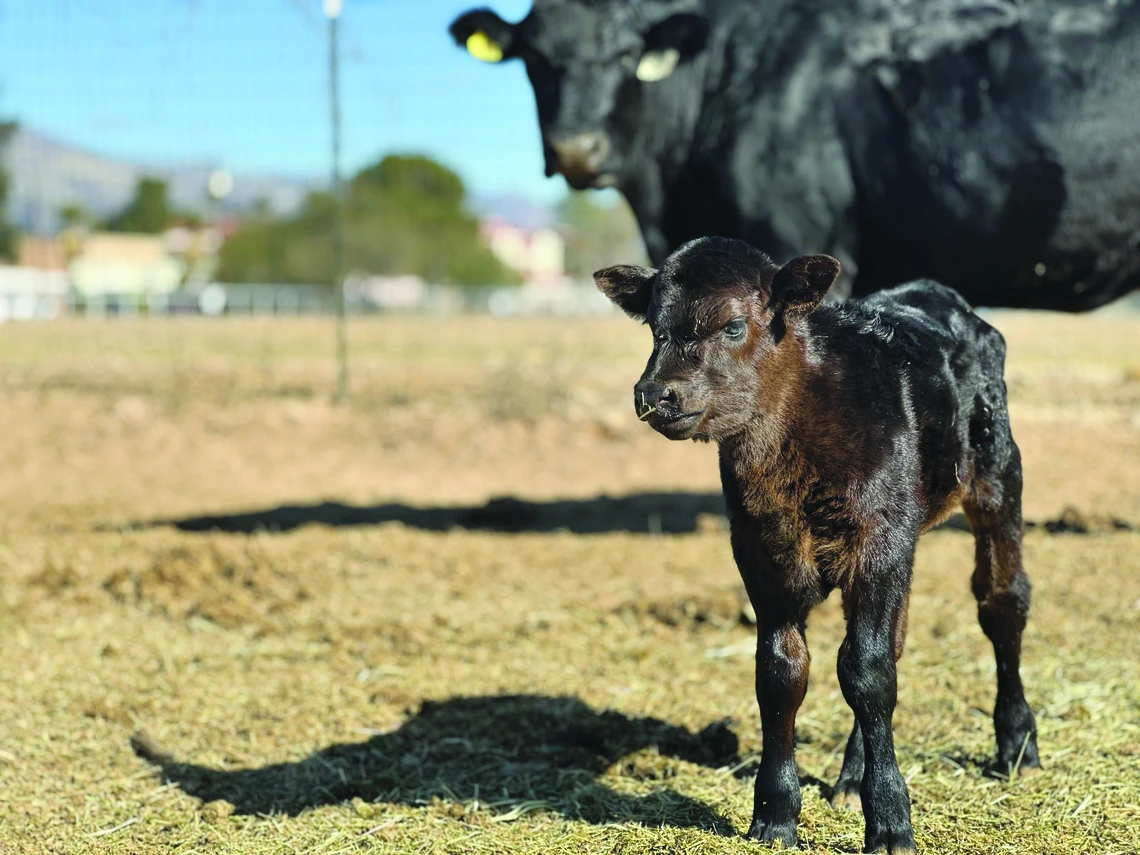 Calf standing with mother cow in background