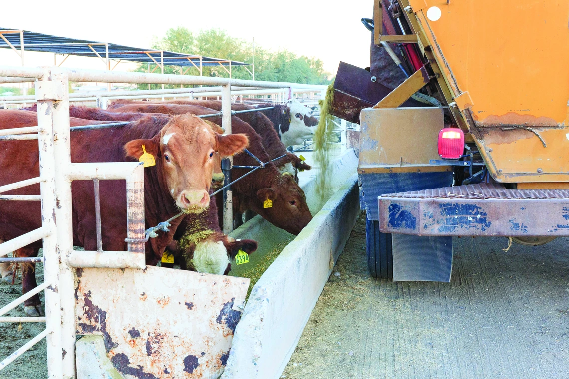 cattle feeding