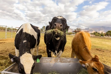 Close-up of University of Arizona's teaching herd cows eating