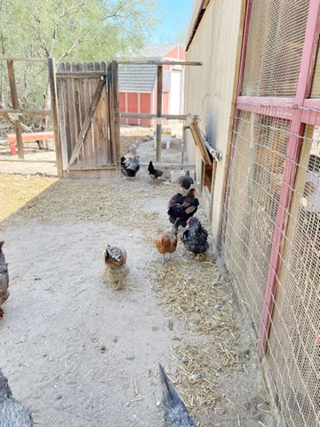 chickens in fenced area