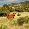 Cattle on Arizona rangeland